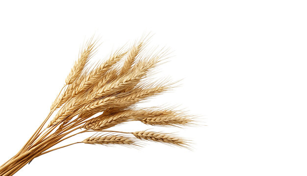 Golden wheat ears arranged on a white background, symbolizing harvest and agriculture. The dry grain stalks are captured in high resolution with natural lighting, ideal for use in food, farming, organ