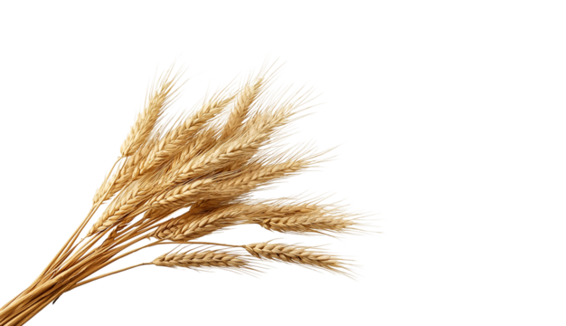 Golden wheat ears arranged on a white background, symbolizing harvest and agriculture. The dry grain stalks are captured in high resolution with natural lighting, ideal for use in food, farming, organ