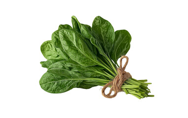  a bunch of fresh spinach tied with twine, isolated on a white background. high-resolution photography, high-quality, photorealistic stock photos for designers. conceptual scenes, cut-out and pasted e