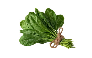  a bunch of fresh spinach tied with twine, isolated on a white background. high-resolution photography, high-quality, photorealistic stock photos for designers. conceptual scenes, cut-out and pasted e