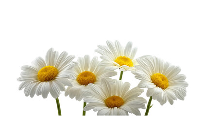  a group of daisies, each with white petals and a yellow center, set against a pure white background with a cutout design, in a png file. the flowers have delicate textures that give them an elegant a