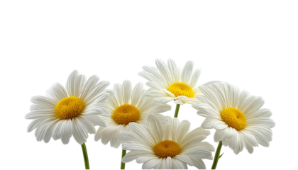  a group of daisies, each with white petals and a yellow center, set against a pure white background with a cutout design, in a png file. the flowers have delicate textures that give them an elegant a