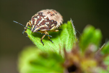 Brown shield bug on green leaf close-up macro photography