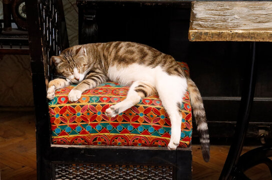 The cat resting in Cairo's Khan Al-Khalili market