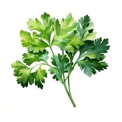 The illustration shows a detailed close-up of a cilantro sprig, depicting its leaves, stems, and subtle water droplets.