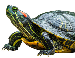 Obraz premium Close-Up Portrait of Red Eared Slider Turtle Isolated on Black