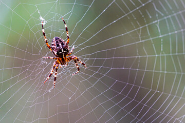 Araneus diadematus cross spider on orb web, close-up of European garden spider with silk details