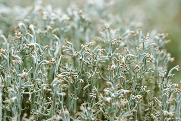 Macro close-up of Cladonia rangiferina reindeer lichen with detailed branching in natural habitat