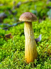 Wild mushroom with tall yellow stem and brown cap growing in lush green moss on forest floor