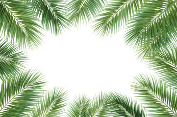 Tropical Palm Frame: Fresh and vibrant tropical palm leaves frame an open space, capturing the essence of summer, vacation, and the allure of exotic destinations.