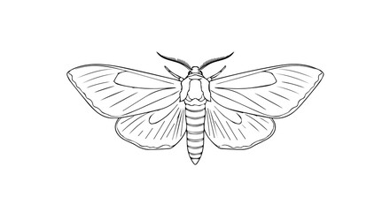 Outline of the Moth Insect on a Transparent Background