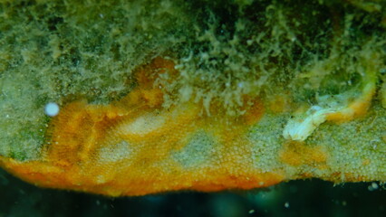 Bryozoa or moss animal Schizomavella (Schizomavella) linearis undersea, Aegean Sea, Greece, Halkidiki, Pirgos beach