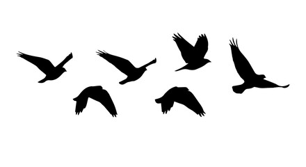 Sparrow  flying silhouette on transparent background, small songbird outline design