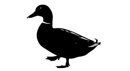 Duck silhouette on transparent background