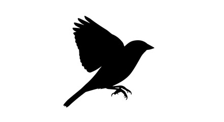 Sparrow  flying silhouette on transparent background, small songbird outline design