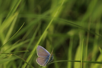 Nature background concept. One Adonis blue butterfly on a wild meadow flower ready to fly close up macro. Selective focus with green blurred background. The common blue butterfly (Polyommatus icarus)