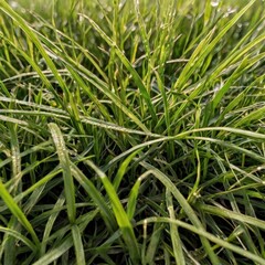 Grass