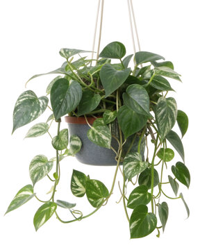 Pothos (Devil&rsquo;s Ivy) palnt, cutout PNG transparent background