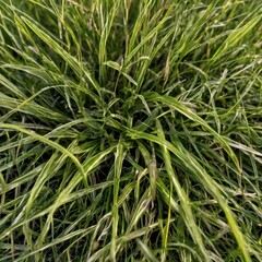 Grass