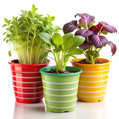 Fresh vegetable plants in decorative colorful pots on white background