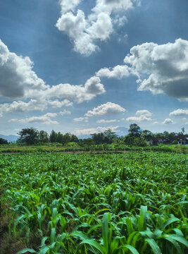 Rice field after harvest whith blue skay