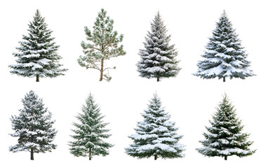 Obraz premium PNG Snow-covered evergreen trees collection, element set on transparent background
