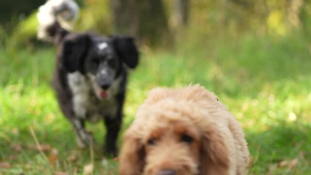Two dogs spaniel are playing with a ball on the grass in the forest in summer