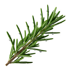 Fototapeta premium Vibrant green rosemary sprig with hyper-detailed, dewy needle-like leaves and glistening moisture droplets, isolated on a transparent background with soft shadow. Concept of natural freshness