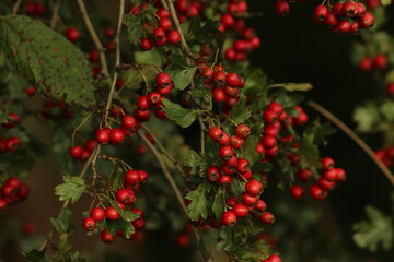 Bright red ripe hawthorn berries on a branch of a hawthorn tree against a green background. A detailed macro shot capturing the vibrant red hawthorn berries in their autumn splendor. ripe berries