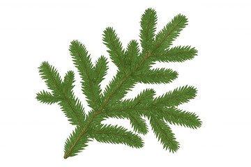 Spruce tree branch with green needles, celebrating christmas and winter holidays, transparent background