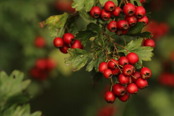 Bright red ripe hawthorn berries on a branch of a hawthorn tree against a green background. A detailed macro shot capturing the vibrant red hawthorn berries in their autumn splendor. ripe berries