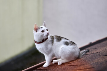 White cat sitting calmly outdoors against wall background
