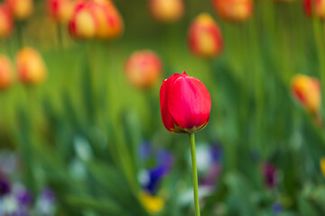 Obraz premium Tulip - Tulipa - red-yellow flower in a garden bed