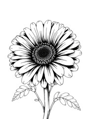 hand drawn daisy, monochrome daisy, daisy tattoo design, floral outline, botanical line art, daisy clipart black white, daisy contour, minimal daisy design, daisy graphic, vintage daisy drawing, wildf