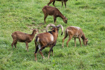 Mufflongruppe