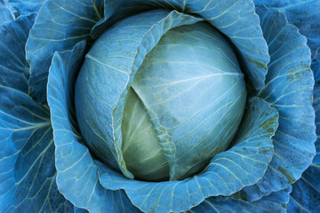Obraz premium Close up of fresh green cabbage growing in garden with large leaves