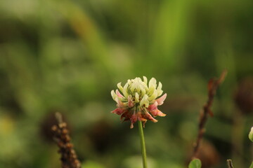white clover flowers. Dutch clover on lawn in spring or summer garden. floral background. Blooming ecology nature landscape
