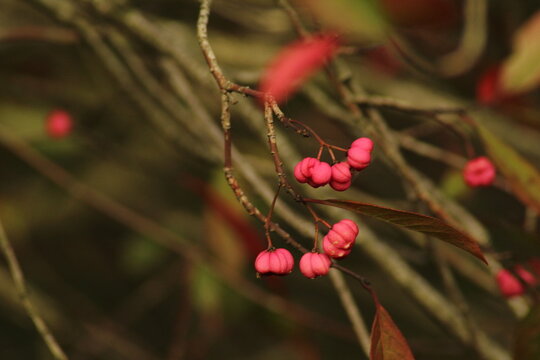 รูปภาพCelastraceae – เลือกดูภาพถ่ายสต็อก เวกเตอร์ และวิดีโอ2,200 ...