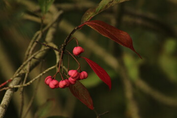 Euonymus europaeus, known as spindle, and also as European spindle and common spindle, is a deciduous shrub or small tree in the family Celastraceae. The fruit is poisonous.
