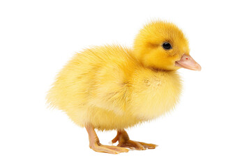 Obraz premium Cute Yellow Duckling Standing, Isolated on White Transparent Background