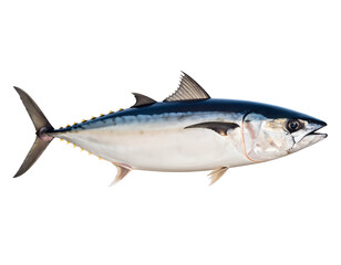 A sleek and vibrant fish showcasing its streamlined body and distinctive coloration against a plain background.