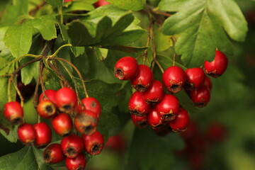 Bright red ripe hawthorn berries on a branch of a hawthorn tree against a green background. A detailed macro shot capturing the vibrant red hawthorn berries in their autumn splendor. ripe berries