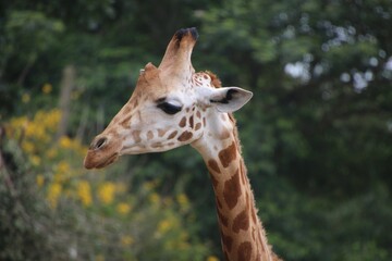 Naklejka premium Giraffe in an enclosure