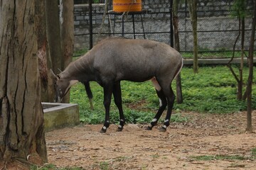 Nilgai in a zoo