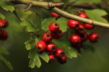 Bright red ripe hawthorn berries on a branch of a hawthorn tree against a green background. A detailed macro shot capturing the vibrant red hawthorn berries in their autumn splendor. ripe berries