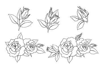 Fototapeta premium A set of botanical sketches, flower outlines, rosebuds. Vector graphics.