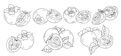 Collection of line sketches of persimmons and fruit slices. Vector graphics.