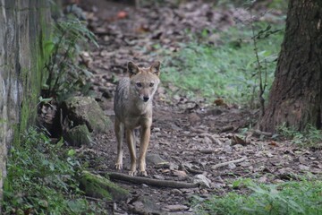 Indian Jackal in a zoo