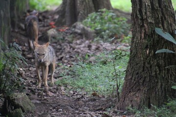 Obraz premium Indian Jackal in a zoo