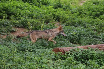 Indian Grey Wolf